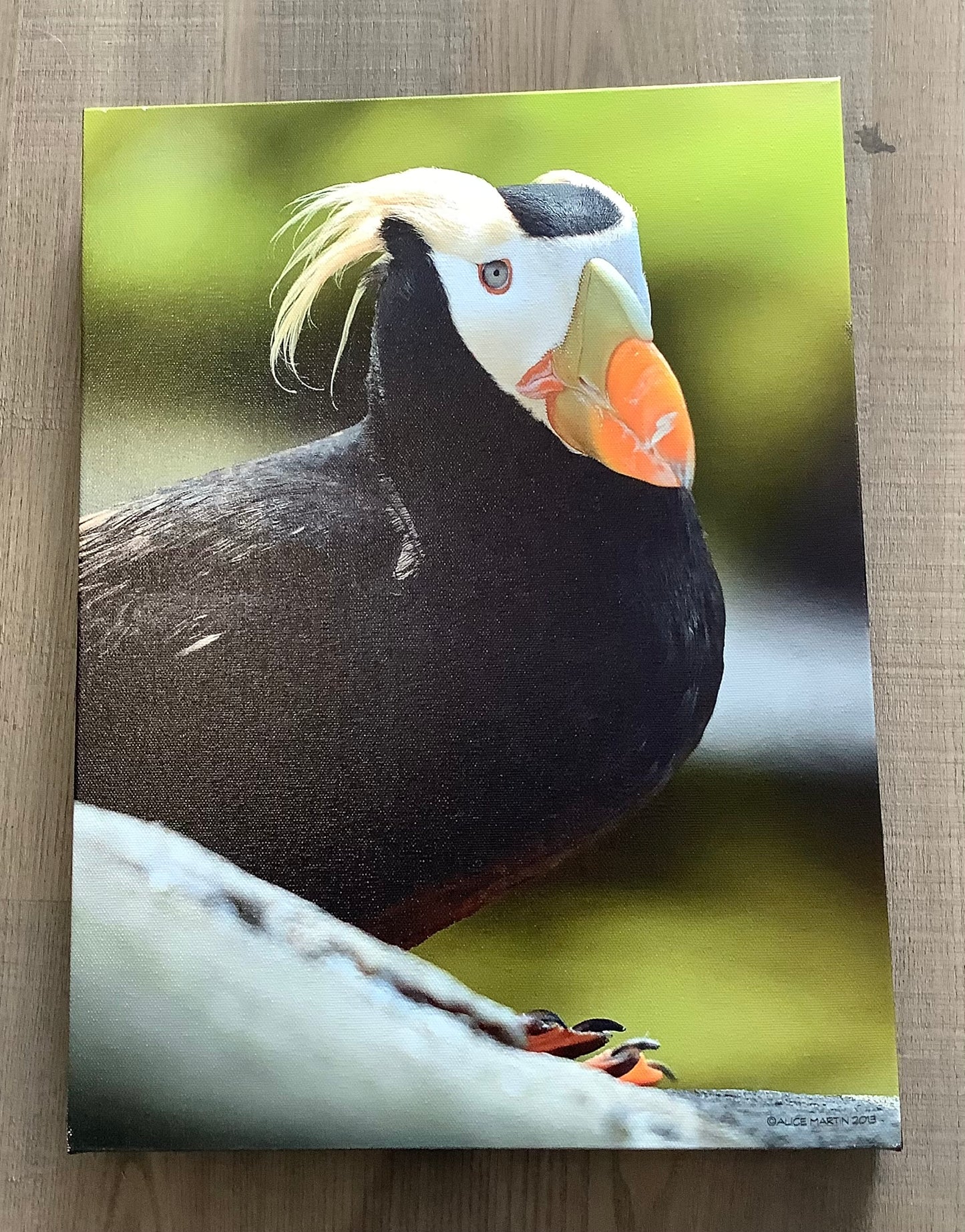 Tufted puffin canvas. Cc