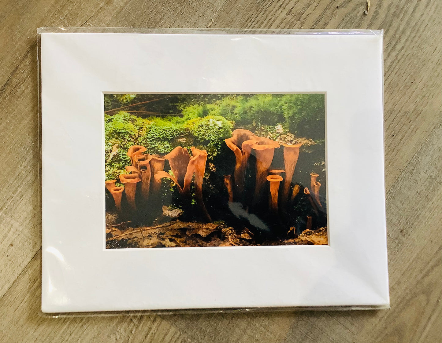 Flock of Fungi. Print in 8x10 mat. SP