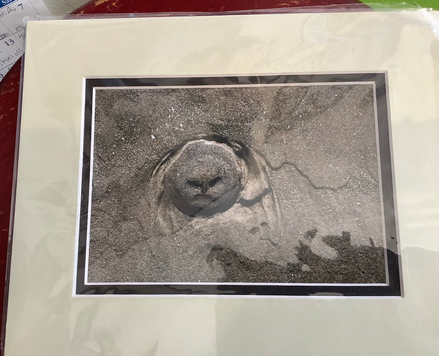 The Grumpy Jellyfish. 8x10