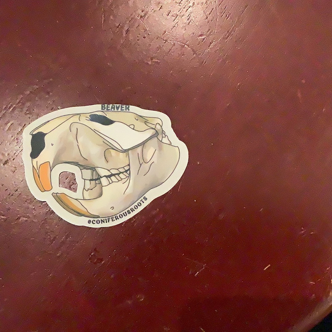 Beaver Skull decal - CC
