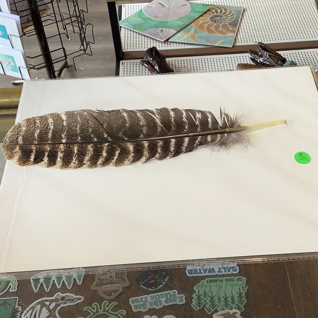 Wild Turkey Feathers- Single - Shed