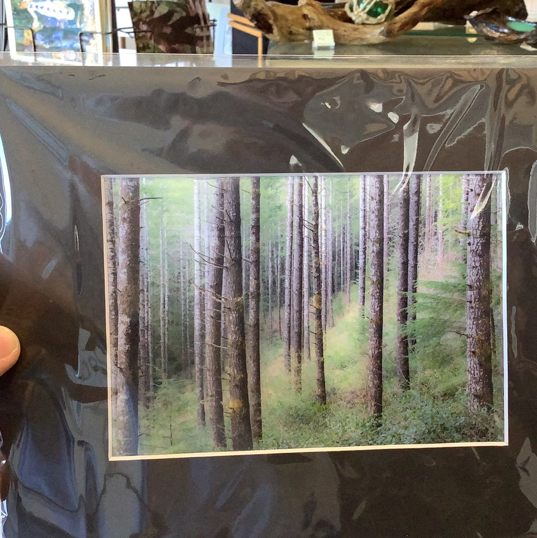 Coastal Woods of Oregon- SP