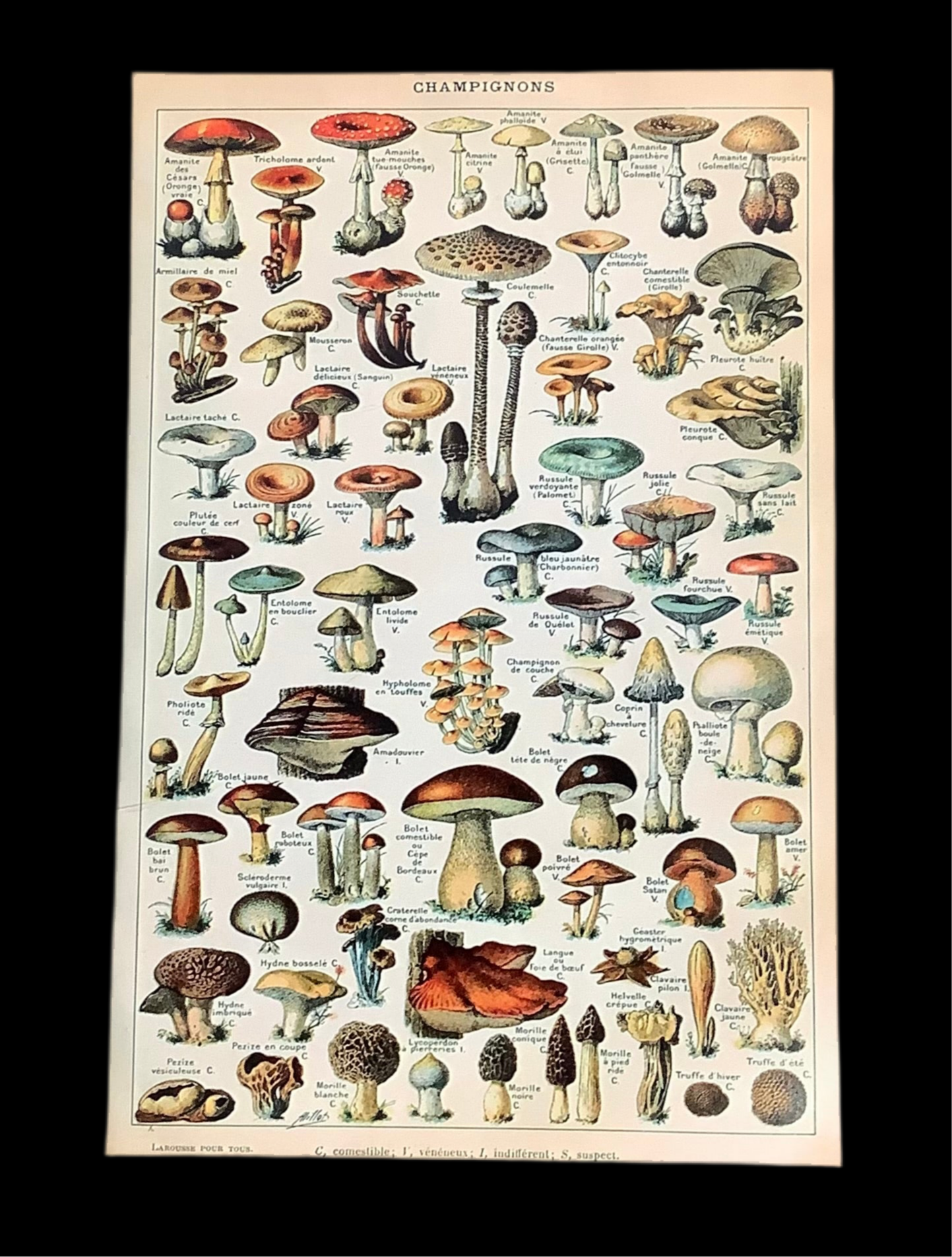 Mushroom poster