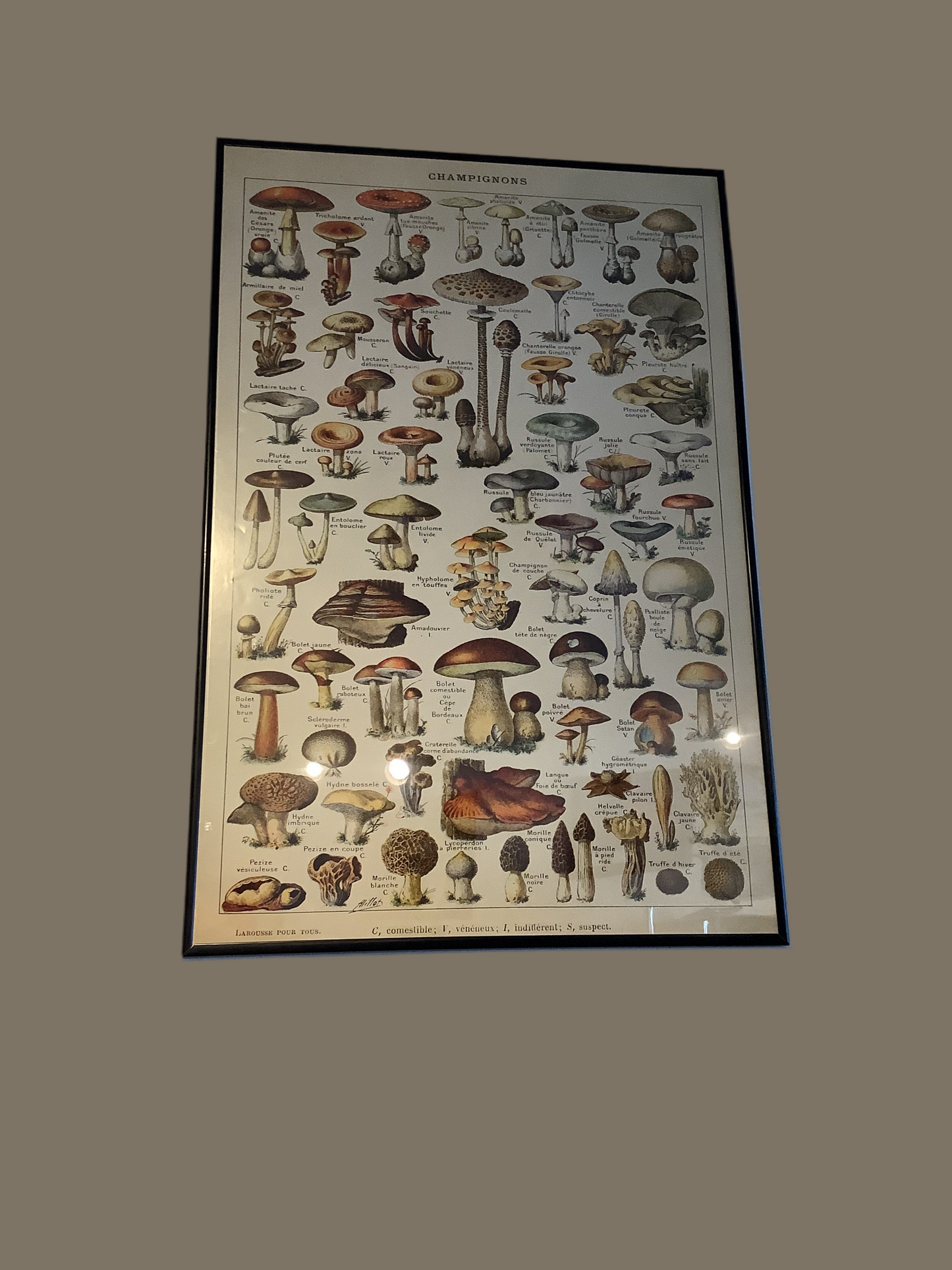 Mushroom poster in frame
