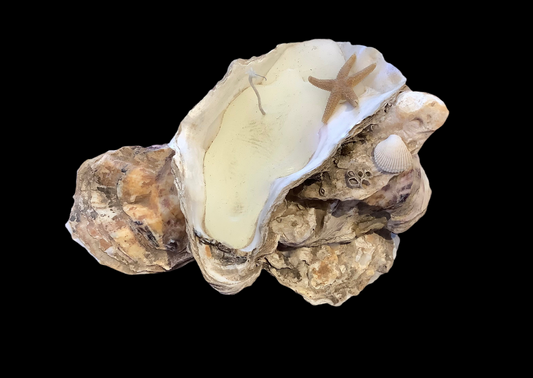 Oyster shell candle. CC