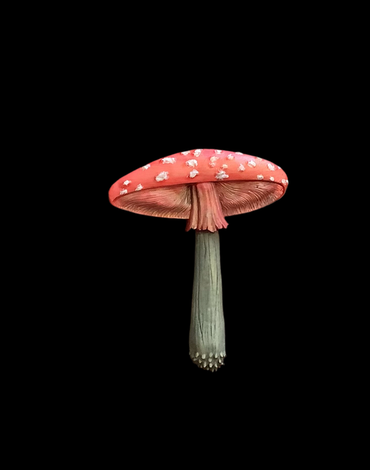Mushroom magnet large - Cc