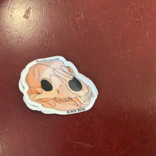 Black Bear Skull.- CC