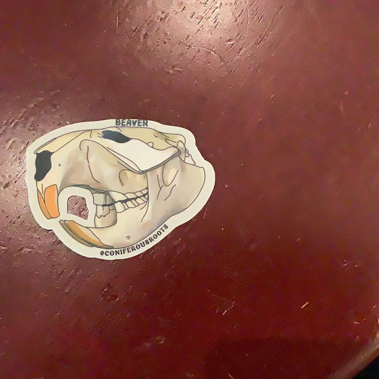 Beaver Skull decal - CC