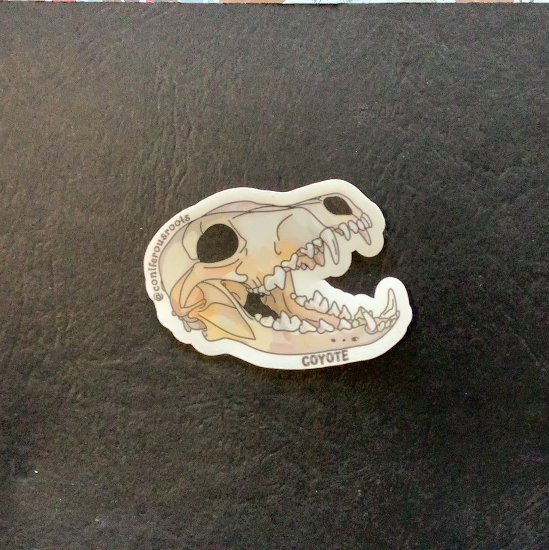 Coyote skull sticker - CC