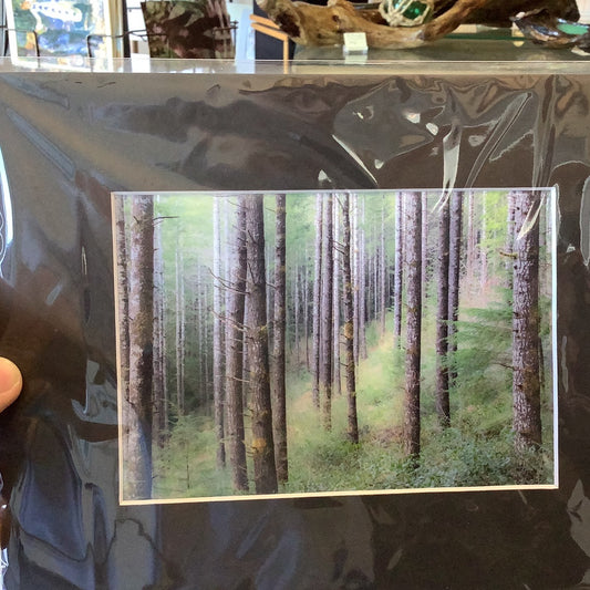 Coastal Woods of Oregon- SP